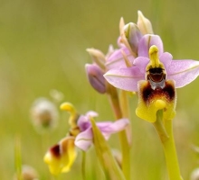 Here we are, native orchids flowering period is now!